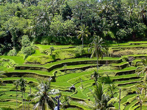 Art and Culture in Ubud, Bali – 1-Day Highlights