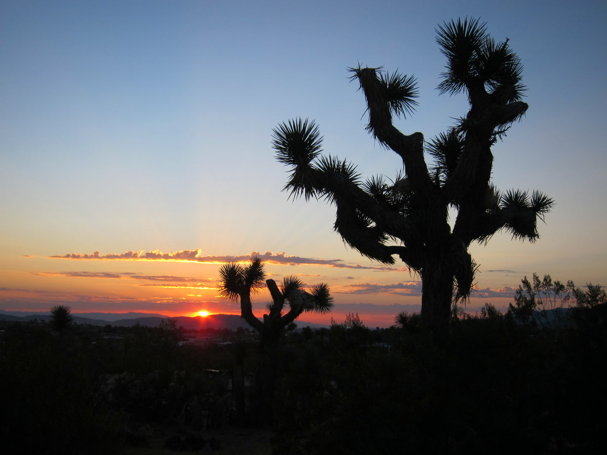 Palm Springs, Joshua Tree & Salton Sea: 3 days in the High & Low Desert - 2nd Edition